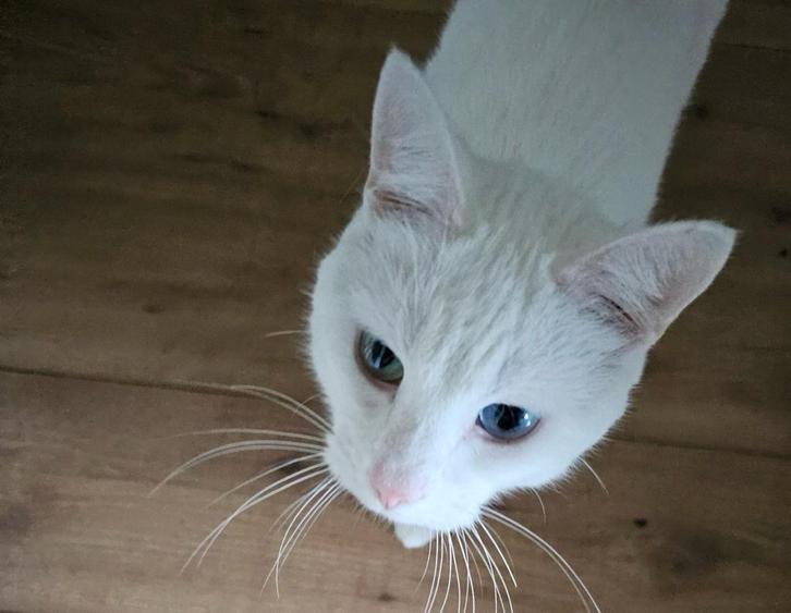 Kat met twee kleuren ogen, Dieren en Toebehoren, Katten en Kittens | Raskatten | Korthaar, Kater