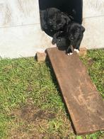 Kruising Labrador x Friese Stabij, Dieren en Toebehoren, Rabiës (hondsdolheid), Reu, 8 tot 15 weken, Meerdere