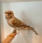 Harlekijn kanarie pop met kuif, Dieren en Toebehoren, Vogels | Kanaries, Vrouwelijk, Postuurkanarie