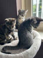 🇳🇱Ragdoll x Europese korthaar! Unieke kleuren!🇳🇱, Dieren en Toebehoren, Katten en Kittens | Overige Katten