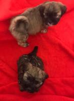 Super leuke boomer pups, Dieren en Toebehoren, Honden | Niet-rashonden, Reu, 8 tot 15 weken, CDV (hondenziekte), Meerdere