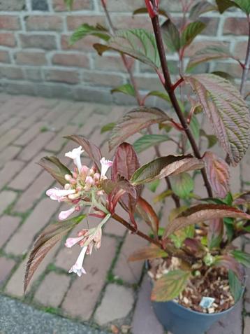 Winterbloeiende sneeuwbal beschikbaar voor biedingen