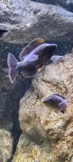 Tanganyika Cyprichromis microlepidotus black kiriza wv, Dieren en Toebehoren, Vissen | Aquariumvissen, Vis