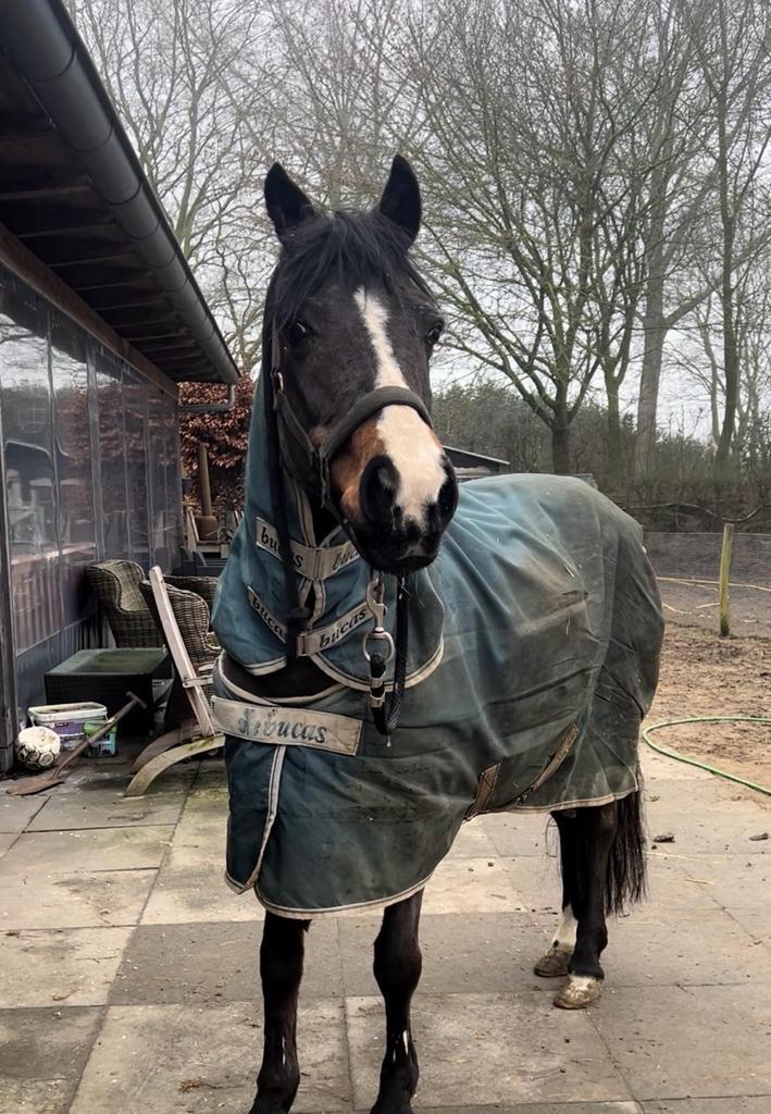 Bucas pony deken en eventueel hals, Dieren en Toebehoren, Paarden en Pony's | Dekens en Dekjes, Gebruikt, Deken, Ophalen of Verzenden