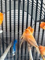 Kanarie, Dieren en Toebehoren, Meerdere dieren, Kleurkanarie