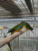 Turquoise parkieten, Dieren en Toebehoren, Vogels | Parkieten en Papegaaien, Meerdere dieren, Parkiet