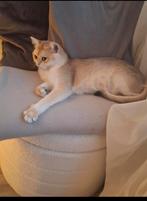 Te koop: prachtige Golden Shaded poes, Dieren en Toebehoren, Katten en Kittens | Raskatten | Korthaar, Poes