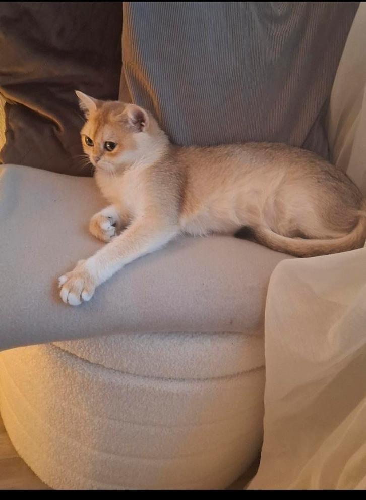Te koop: prachtige Golden Shaded poes, Dieren en Toebehoren, Katten en Kittens | Raskatten | Korthaar, Poes