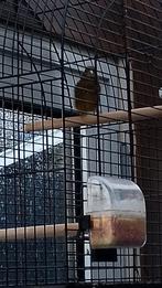 Bastaard, Dieren en Toebehoren, Vogels | Overige Vogels, Mannelijk, Wildzangvogel