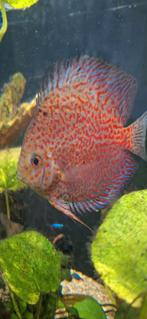 2 x Snakeskin Discus, Vis, Zoetwatervis