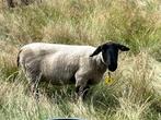 Suffolk schapen, Dieren en Toebehoren, Schapen, Geiten en Varkens, Meerdere dieren, Schaap