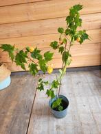 Oranje bloeiende abutilon, Tuin en Terras, Planten | Tuinplanten, Ophalen, Zomer, Overige soorten, Volle zon