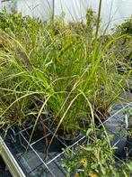 Siergras Pennisetum 'Black Beauty', Tuin en Terras, Planten | Tuinplanten, Ophalen, Volle zon, Vaste plant, Siergrassen
