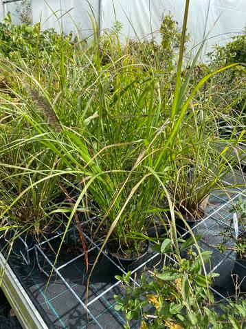 Siergras Pennisetum 'Black Beauty' beschikbaar voor biedingen
