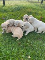 Lieve Golden Retriever pups te koop! Met stamboom, Dieren en Toebehoren, Golden retriever, 8 tot 15 weken, Meerdere, Meerdere dieren