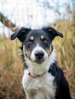 Border collie reu zoekt nieuwe thuis, Dieren en Toebehoren, België, Particulier, 15 weken tot 1 jaar, Collie