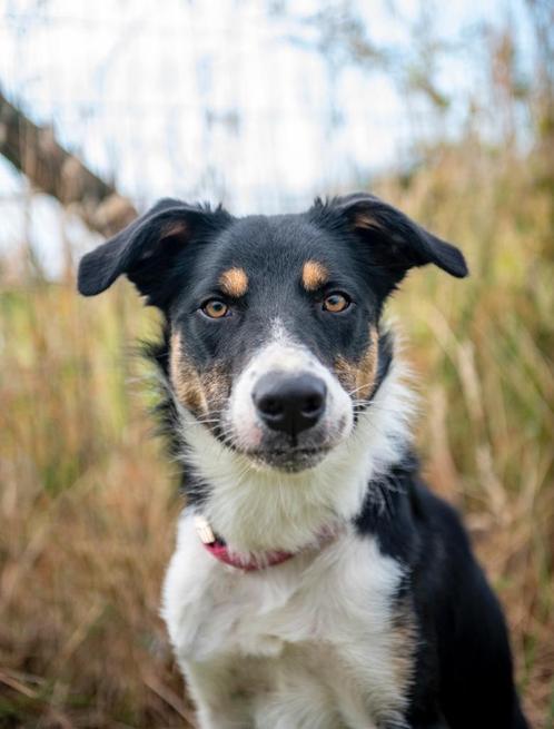 Border collie reu zoekt nieuwe thuis, Dieren en Toebehoren, Honden | Herdershonden en Veedrijvers, Reu, Collie, Particulier, Eén hond