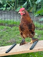 Brahma/barnevelder hanen, Dieren en Toebehoren, Pluimvee, Mannelijk, Kip