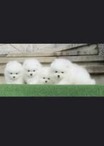 Witte kleine pomeriaan, Dieren en Toebehoren, Honden | Poolhonden, Keeshonden en Oertypen, CDV (hondenziekte), Particulier, 8 tot 15 weken