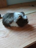 Lief mannetjes cavia, Dieren en Toebehoren, Knaagdieren, Cavia, Mannelijk, Tam, September