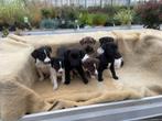 Labrador X Kooiker Pups, Dieren en Toebehoren, Honden | Retrievers, Spaniëls en Waterhonden, CDV (hondenziekte), 8 tot 15 weken