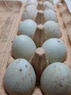eenden eieren om taart of cake te bakken  per 10, Dieren en Toebehoren, Eend, Geslacht onbekend