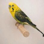 Blackwing split Blackface man, Dieren en Toebehoren, Mannelijk, Parkiet, Geringd