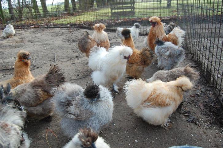 BROEDEIEREN ZIJDEHOENDER KIPPEN USA TYPE, Dieren en Toebehoren, Pluimvee, Kip, Geslacht onbekend