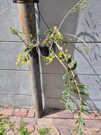 Orchidee Dendrobium Catenatum in hangpot p15 (5)