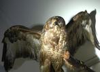 opgezette buizerd, Verzamelen, Dierenverzamelingen, Ophalen of Verzenden, Vogel, Opgezet dier