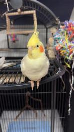 Gratis papegaaien tam maken, Dieren en Toebehoren, Meerdere dieren, Papegaai, Tam