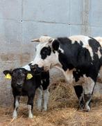 Schitterende zoogstel te koop aangeboden!!, Dieren en Toebehoren, Runderen, Mannelijk, 0 tot 2 jaar