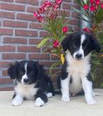 Prachtige FRIESE STABIJ x BORDER COLLIE pups, Dieren en Toebehoren, Nederland, CDV (hondenziekte), 8 tot 15 weken, Meerdere