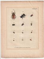 Catalogus systematicus coleopterorum Voet Kleemann tab. XXI, Ophalen of Verzenden