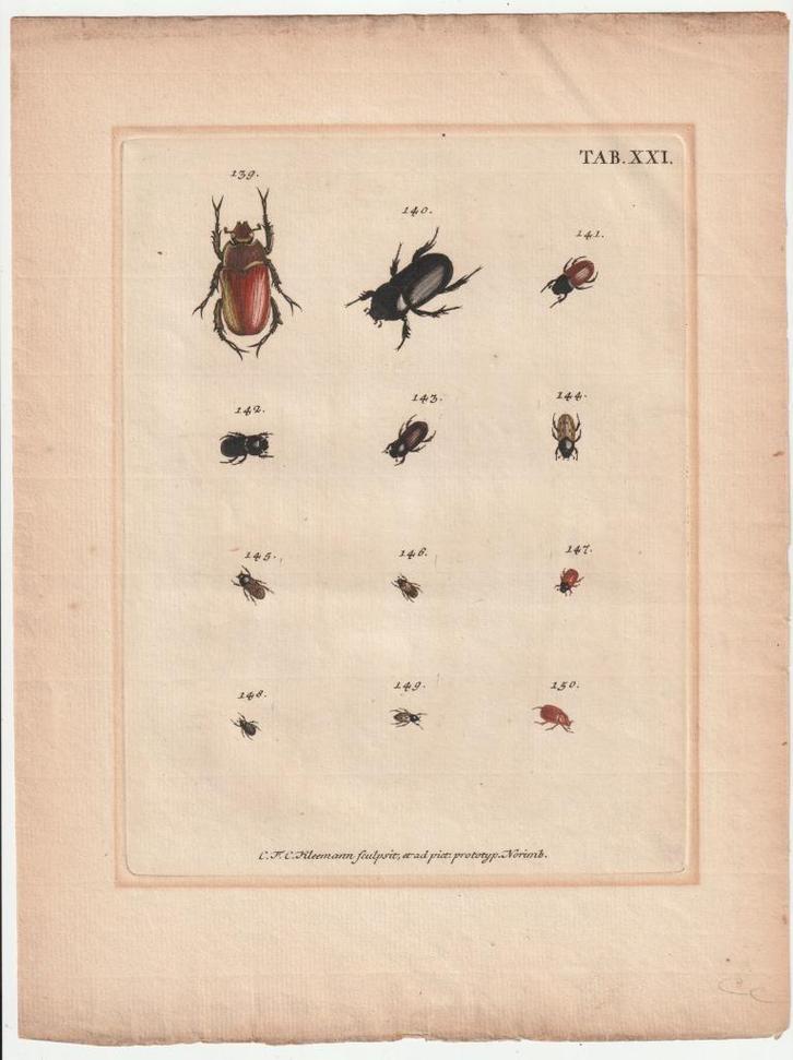 Catalogus systematicus coleopterorum Voet Kleemann tab. XXI, Antiek en Kunst, Kunst | Etsen en Gravures, Ophalen of Verzenden