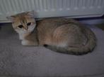 Britse Korthaar Golden( fokker katten), Dieren en Toebehoren, Katten en Kittens | Raskatten | Korthaar, Poes, Gechipt, 0 tot 2 jaar