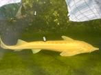 Steuren albino en diamant, Dieren en Toebehoren, Steur
