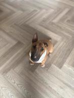 Miniatuur Bullterrier Marley, Dieren en Toebehoren, 6 jaar of ouder, Bull Terriër, Particulier, Buitenland