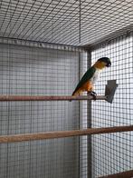 Zwartkop caique man., Mannelijk, Papegaai, Geringd