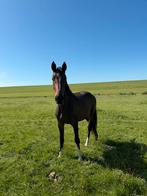 2 jarige Merrie, Dieren en Toebehoren, Paarden, Merrie, 0 tot 2 jaar