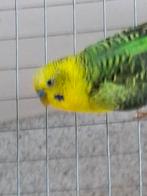 Koppel blackwings, Dieren en Toebehoren, Meerdere dieren, Parkiet