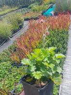 Geum Rivalen - Sterke Bodembedekker, Ophalen of Verzenden, Vaste plant, Bodembedekkers, Halfschaduw