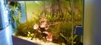 Aquarium hoek, Dieren en Toebehoren, Ophalen