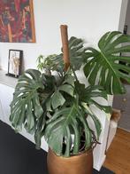 Monstera Thai Constellation, Huis en Inrichting, Ophalen, 100 tot 150 cm, Overige soorten, Halfschaduw