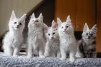 Maine Coon kitten kater geboren 14 mei uit shaded lijnen, Dieren en Toebehoren, Kater, Gechipt, 0 tot 2 jaar