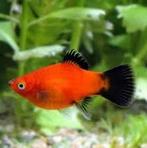 8 Platties, Dieren en Toebehoren, Vissen | Aquaria en Toebehoren, Ophalen