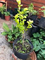 Hibiscus boompje zonder pot, Ophalen, Zomer, Overige soorten, Halfschaduw
