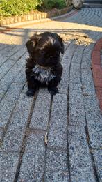 Shih tzu reutje, CDV (hondenziekte), 8 tot 15 weken, Eén hond, Nederland