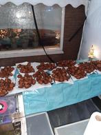 oliebollen en appelflappen, Ophalen, Nieuw