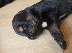 Rottweiler x husky pups, Reu, Meerdere, Rottweiler, Nederland